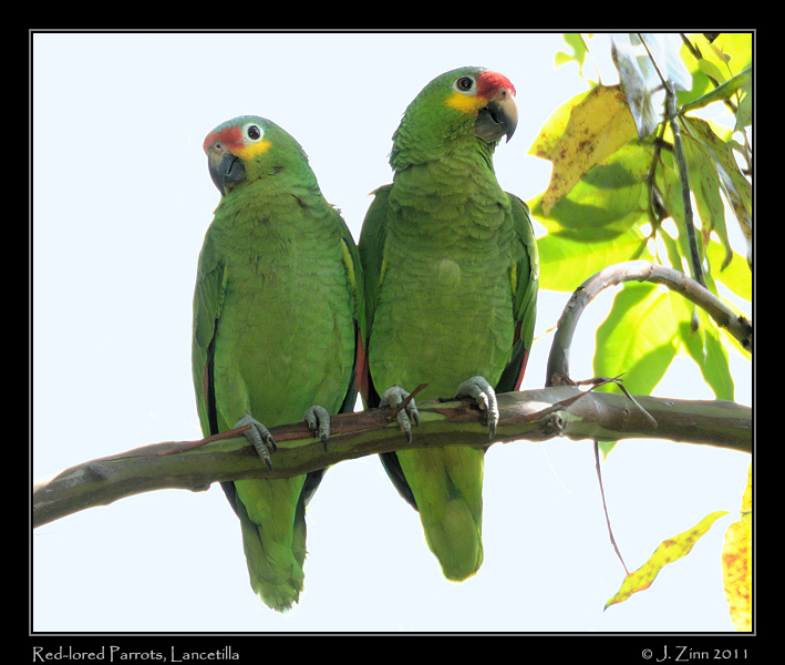 Red_lored_parrot_9009b