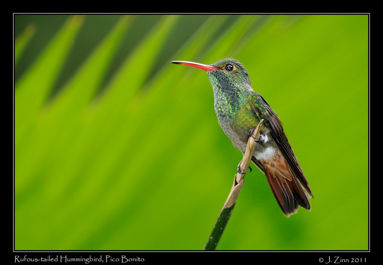 Rufous_tailed_hummingbird_9062a