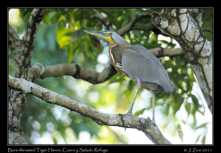 bare_throated_tiger_heron_8486a