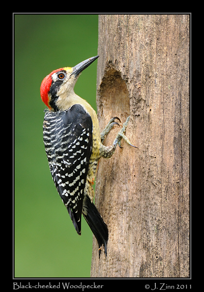 black_cheeked_woodpecker_8329a