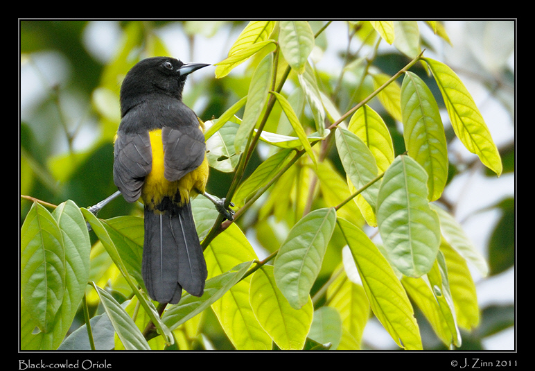 black_cowled_oriole_8272a
