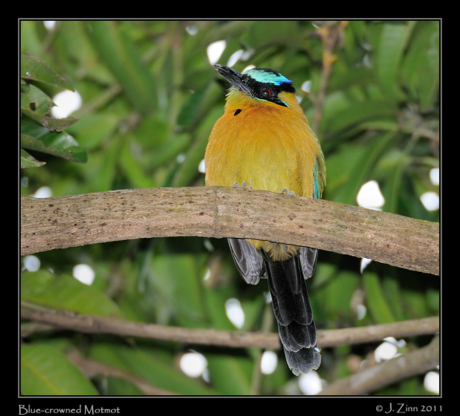 blue_crowned_motmot_8099a