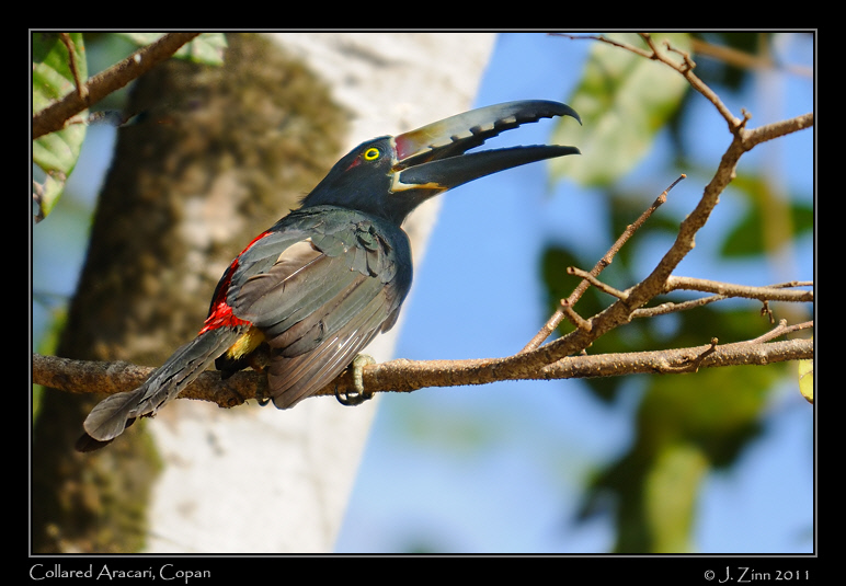 collared_aracari_9414b