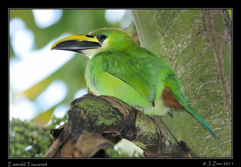 emerald_toucanet_8176a