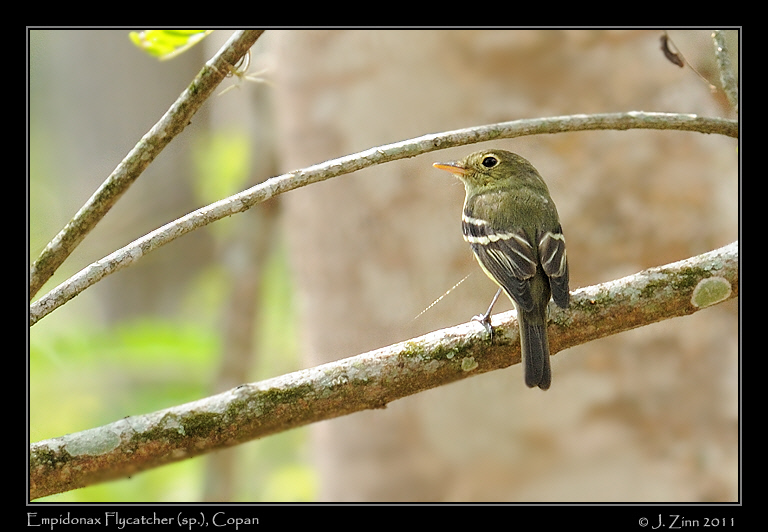 empidonax_9438a
