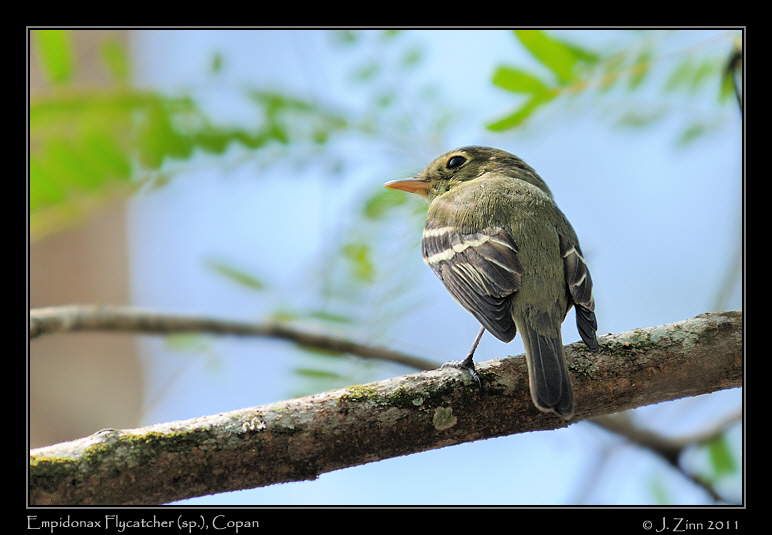 empidonax_9443a