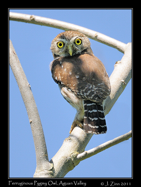 ferruginous_pygmy_owl_8837a
