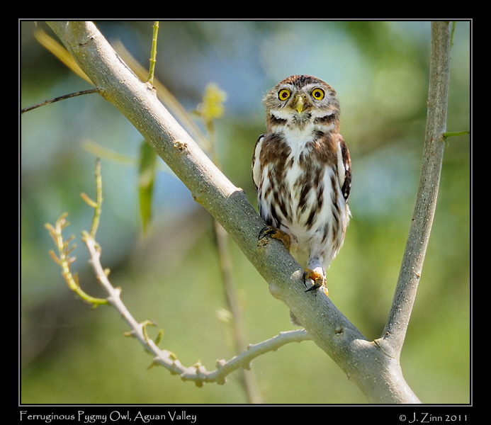 ferruginous_pygmy_owl_8856bw
