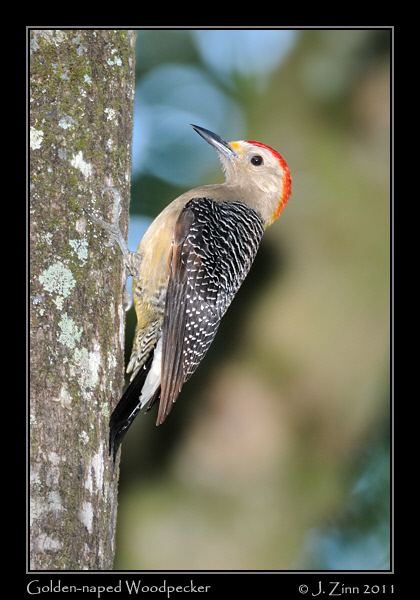 golden_naped_woodpecker_8073a