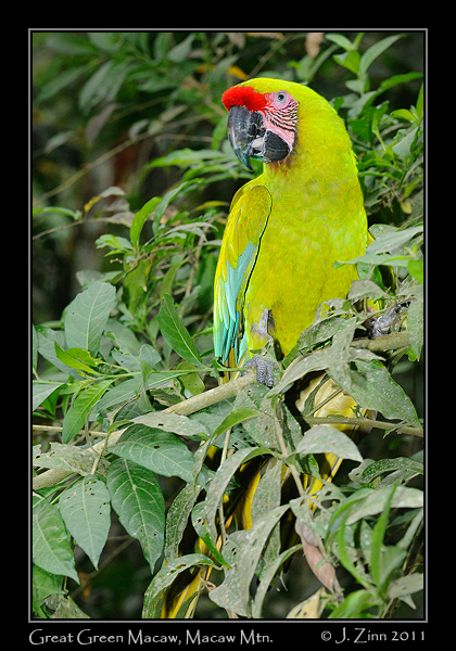 great_green_macaw_9342a