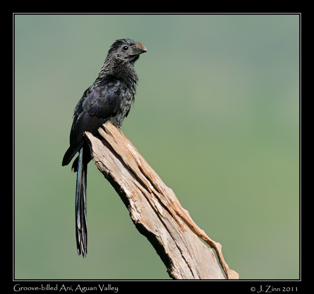 groove_billed_ani_8688bw
