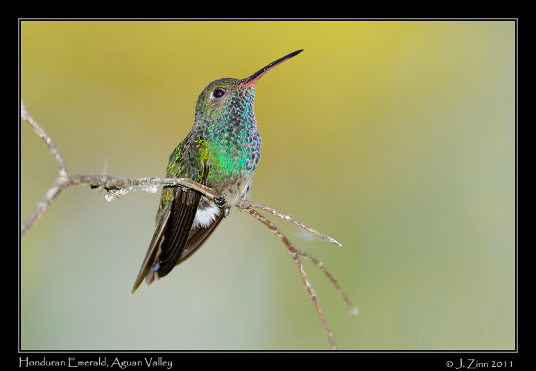 honduran_emerald_8779a