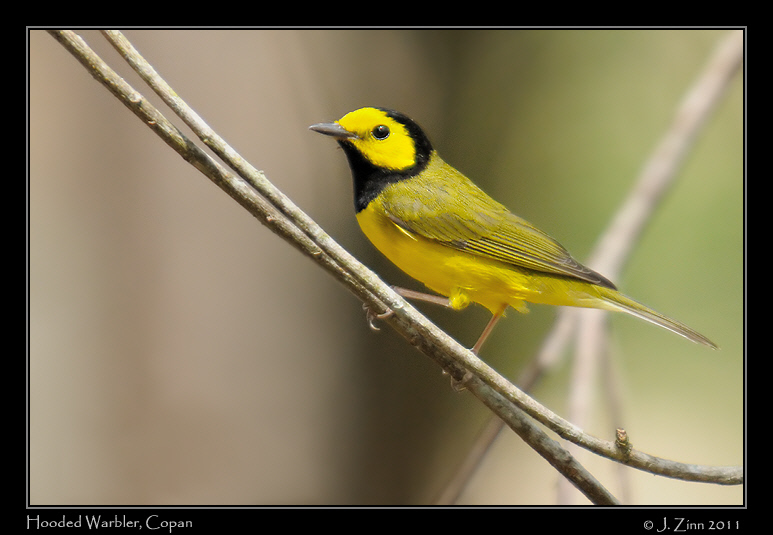 hooded_warbler_9480a