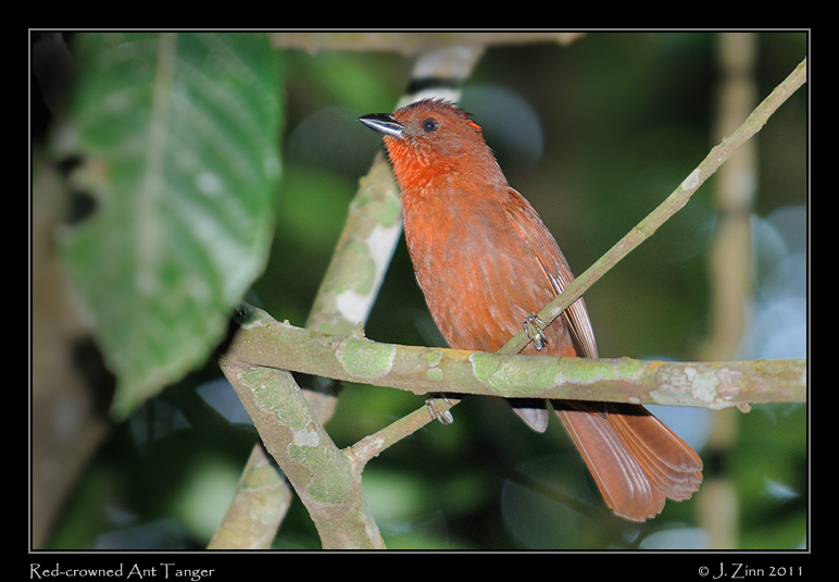 red_crowned_ant_tanager_8616a