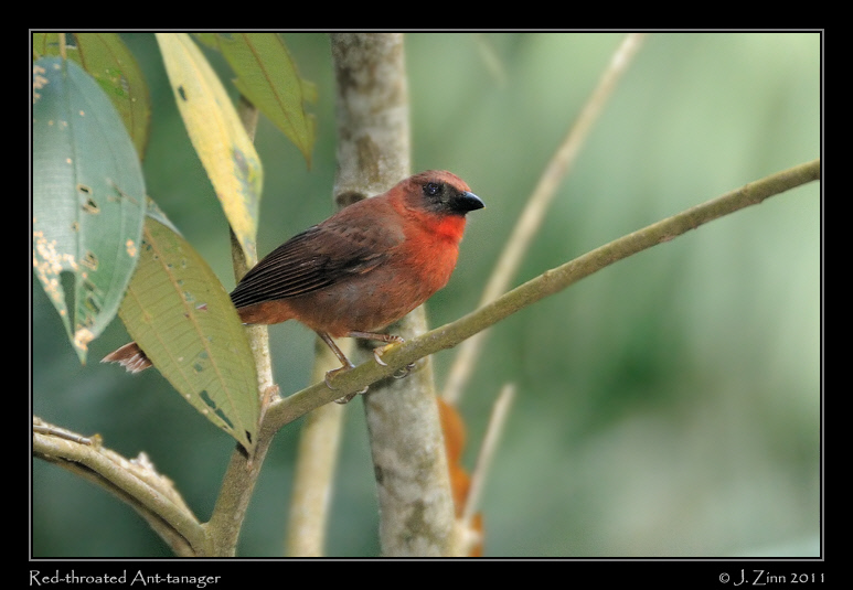 red_throated_ant_tanager_8087a