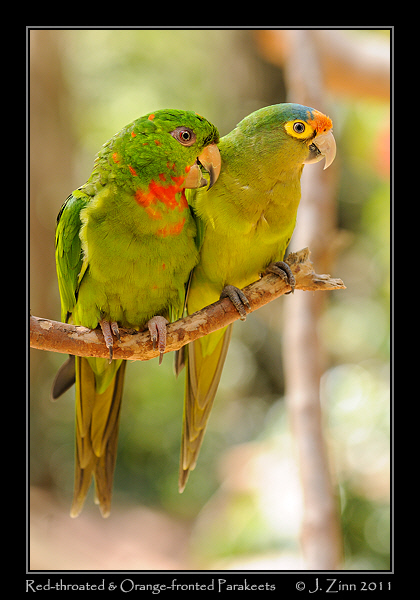 red_throated_parakeet_9258a