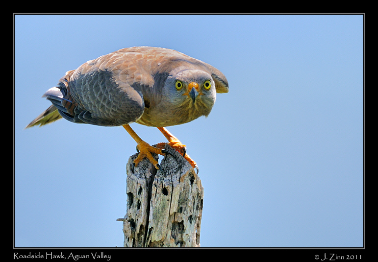 roadside_hawk_8868c