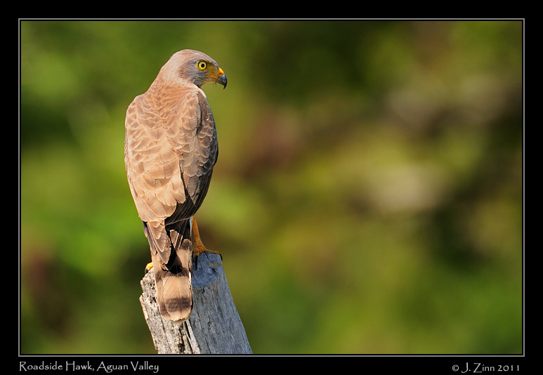 roadside_hawk_8882a