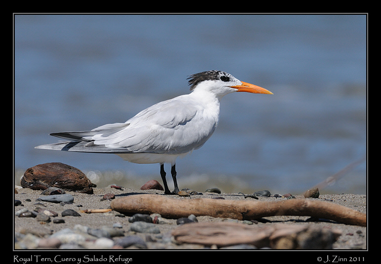 royal_tern_8566a