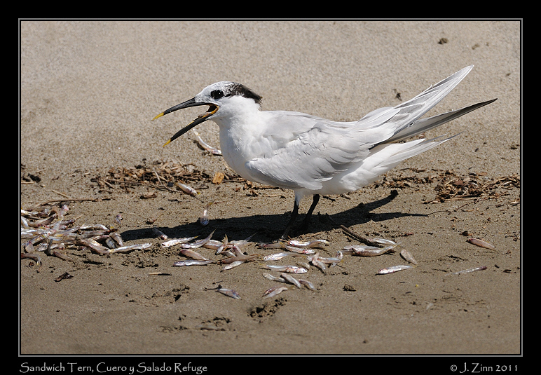 sandwich_tern_8534a