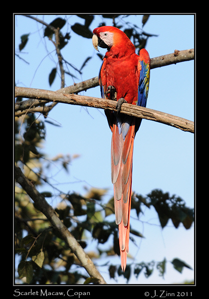 scarlet_macaw_9390b
