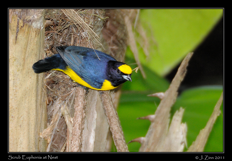 scrub_euphonia_8198a