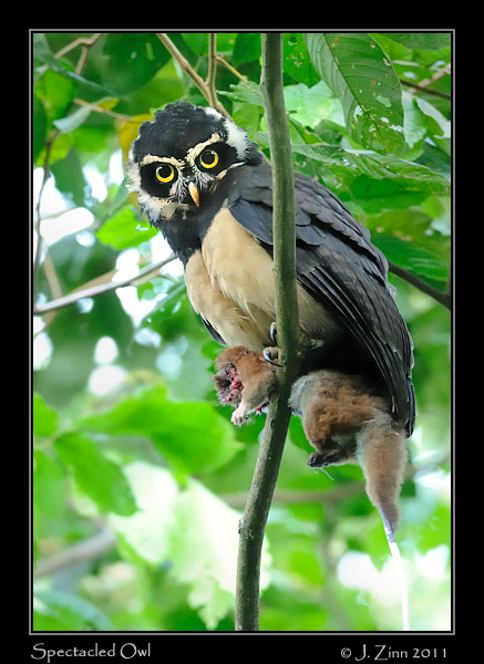 spectacled_owl_8415bw