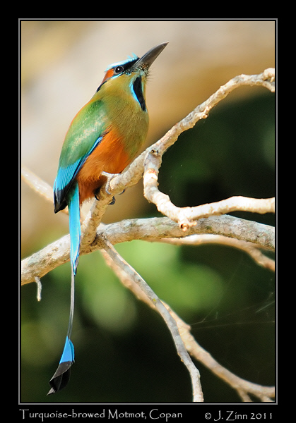 turquoise_browed_motmot_9405b