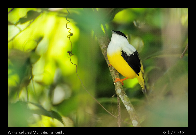 white_collared_manakin_8980a