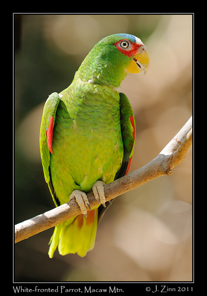 white_fronted_parrot_9231a