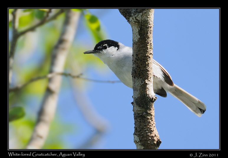 white_lored_gnatcatcher_8696b