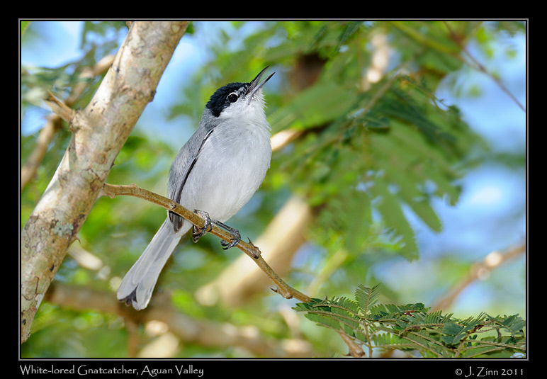 white_lored_gnatcatcher_8803a