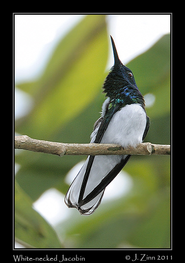 white_necked_jacobin_8166a