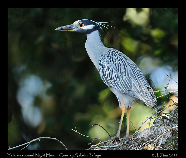 yellow_crowned_night_heron_8502a