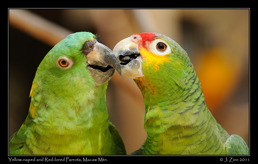 yellow_naped_9205a
