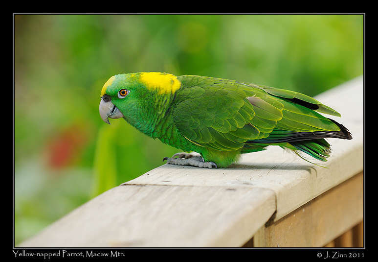 yellow_naped_parrot_9292a