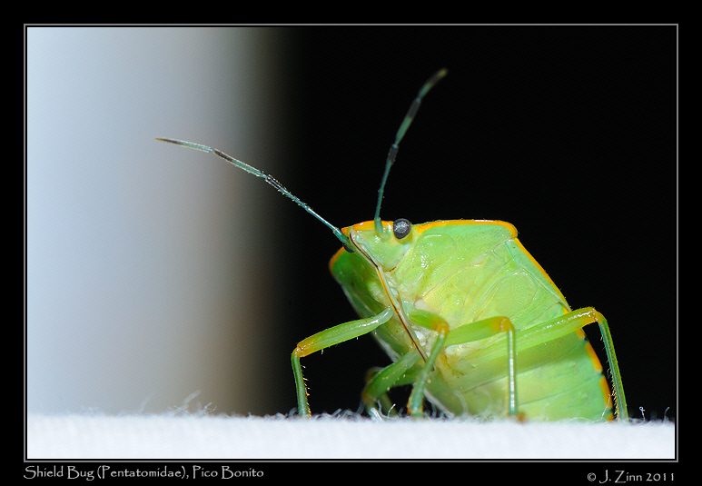 Pentatomidae_2416a