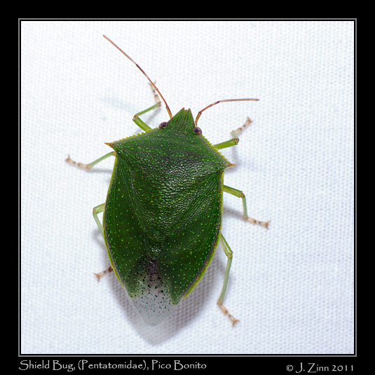Pentatomidae_2531a
