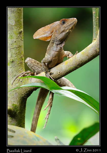 basilisk_lizard_8260b