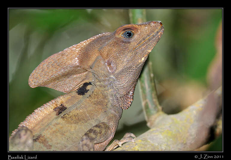 basilisk_lizard_8263a
