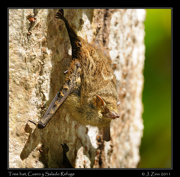 bat_8479A