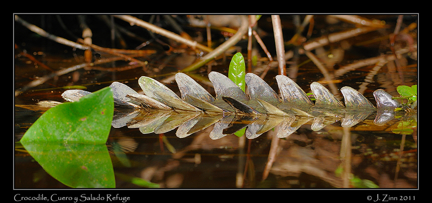 crocodile_8449a