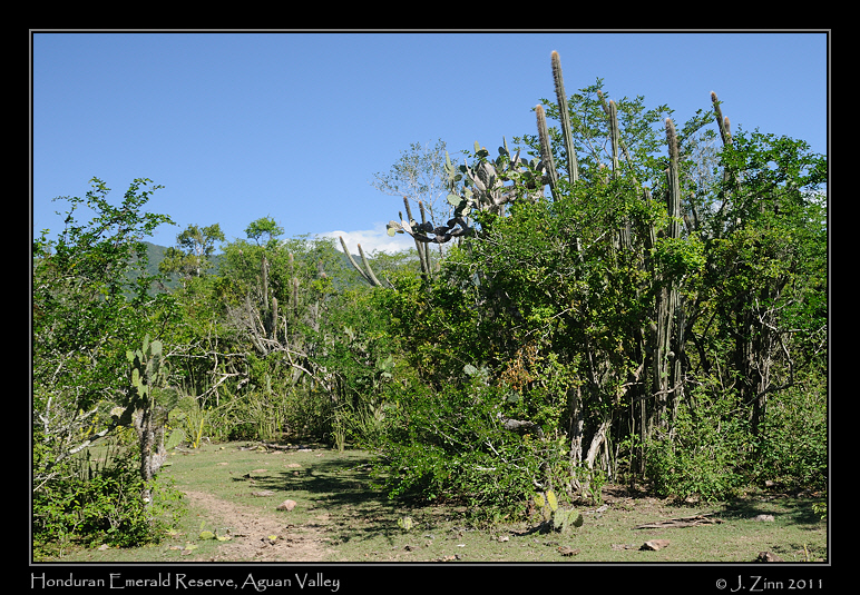 honduran_emerald_reserve_2503a