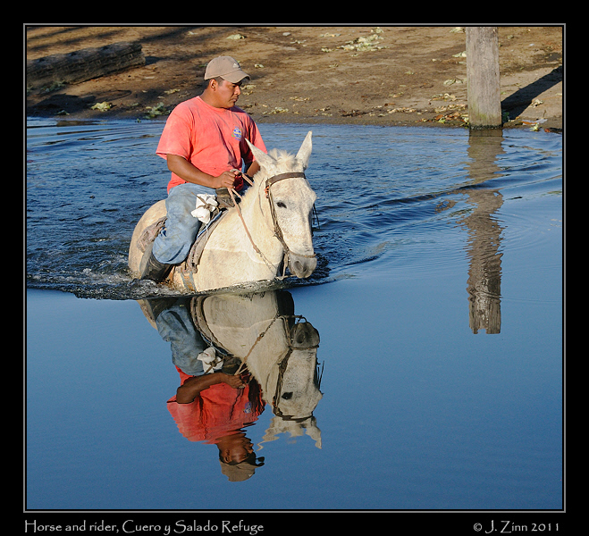 horse_2437c