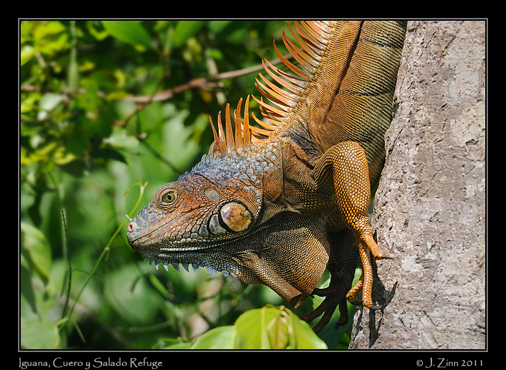 iguana_8512c