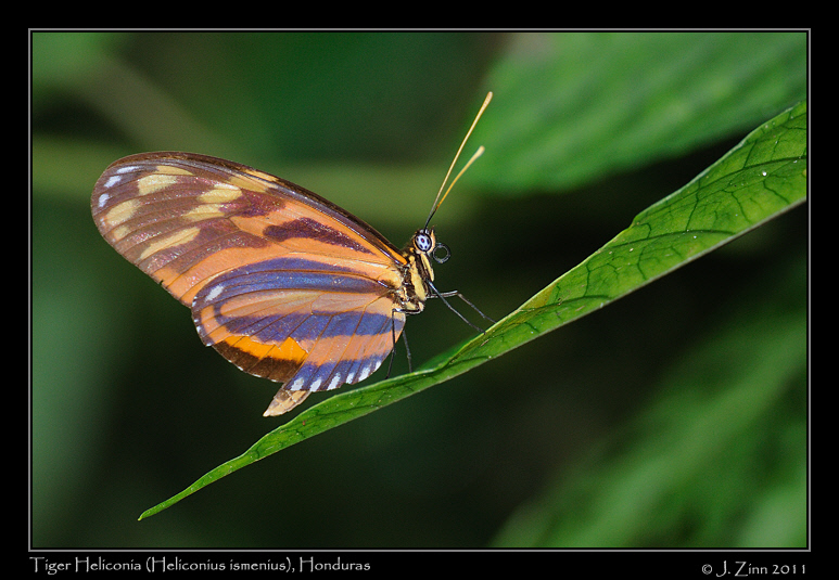 tiger_heliconia_8112a