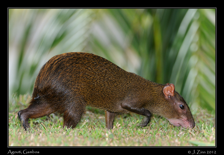 agouti_8931a