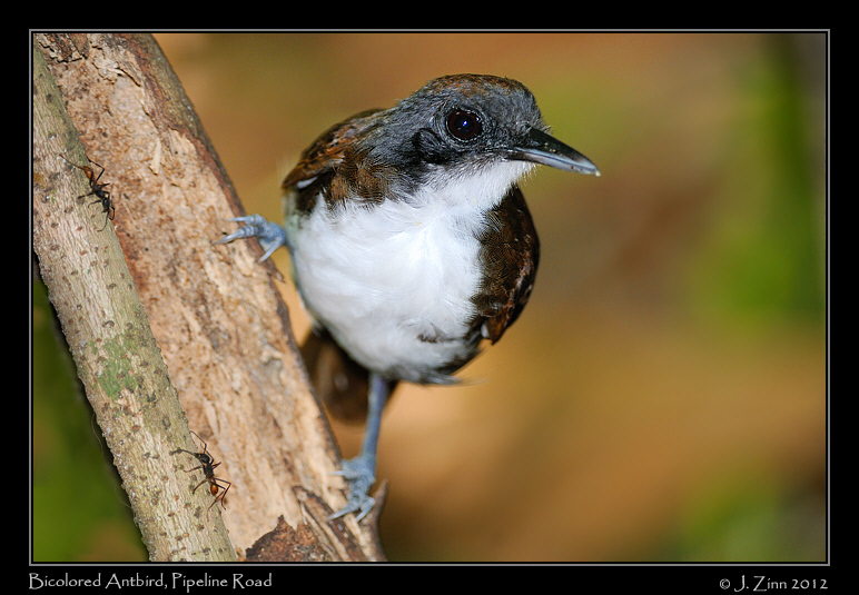 bicolored_antbird_9073b