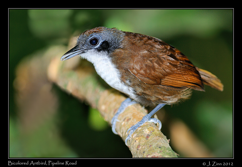 bicolored_antbird_9076a