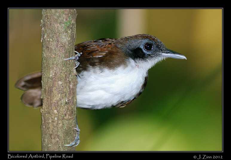 bicolored_antbird_9082a
